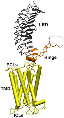 Editorial: TSH Receptor and Autoimmunity